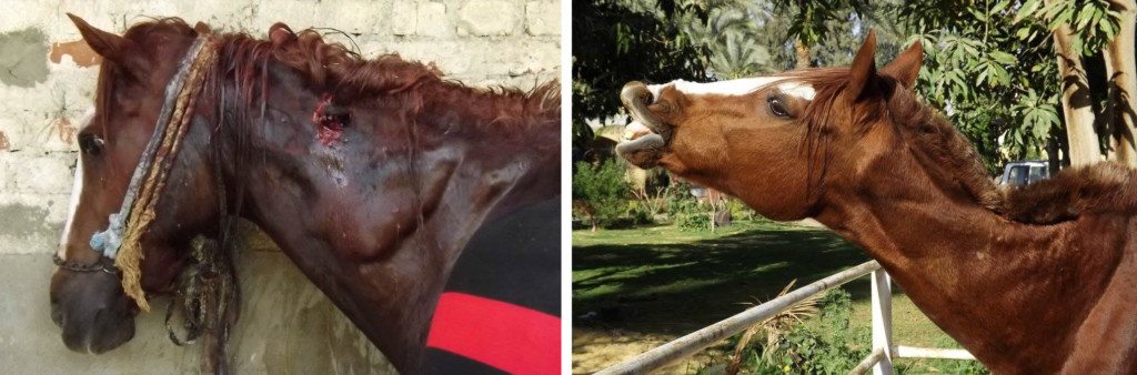 Hero was brought in with such a severe and extensive neck wound that Egypt Equine Aid did not think he would survive. He required weeks of care and could barely lift his head. He has now regained full use of his neck.